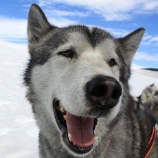 Husky Dog Sledding | The Weekend In Tallinn