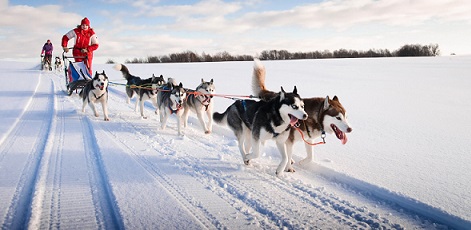 Estonian nature | Husky Dog Sledding | Day Activities | The Weekend In Tallinn